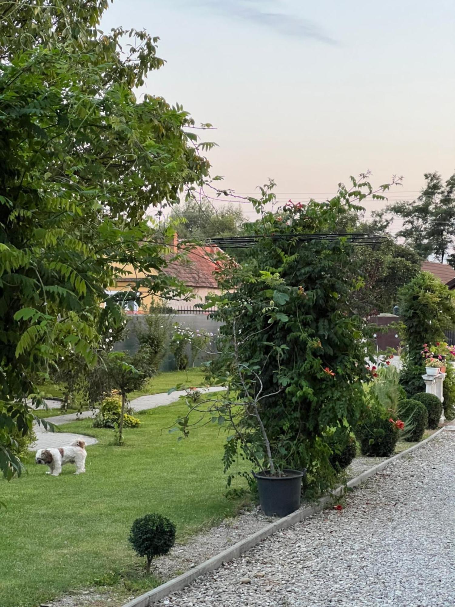 Pensiunea Baroc Dobirlau Bagian luar foto